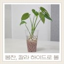 봄찬 황토볼 예쁜데 안전하고 수질 오염 걱정없는 수경재배 후기