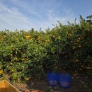 제주감귤농업협동조합 농산물산지유통센터(9유통) | 무공해 감귤의 깊은 향과 맛, 제주 양욱이네 자연재배 감귤