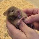 로던트클럽 - 광산구 마항길 48 | 수원 로던트 클럽 따끈한 재방문 후기, 햄스터 희귀모프가 있어요. 간식,은신처 구매 후기!