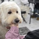 만점애견미용 이미지