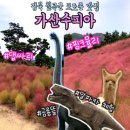 대구근교 가을 데이트 추천 아이와 가볼만한 곳 핑크뮬리 댑싸리 경북 칠곡군 가산수피아 알파카체험과...