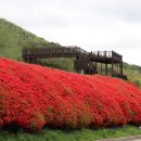 섬진강변 철쭉길 이미지