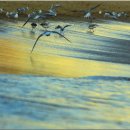 꿈의 대화 이미지