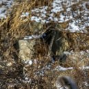 크러쉬 푸들 이미지