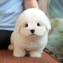 크림푸들 가족이야기 이미지