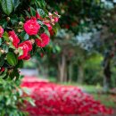 남원읍-123 이미지