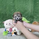 애견왕국 이미지