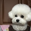 부산강아지분양 앨리펫 이미지