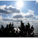 서천 마량리 동백나무 숲 이미지