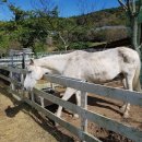 송산목장 이미지