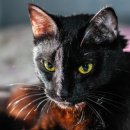 검은고양이 이미지