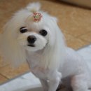 큐피트동물병원 이미지