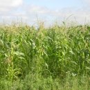 우정농장 이미지