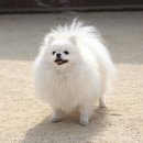 개팔자 상팔자 이미지
