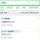 테다(TAEDA)