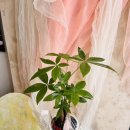 신월동161 이미지