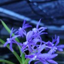 보광농장 이미지