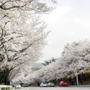물씬 다가온 봄 '여의도 벚꽃축제' 교통통제 구간 미리 확인해야 이미지