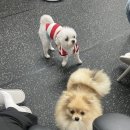 살랑살랑하개 이미지