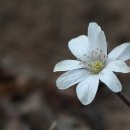 고운:눈