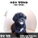 야옹아 멍멍해봐 이미지