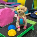 푸푸독 | [인천/서구] 인천 독피트니스, 인천서구 강아지유치원 독피트니스 27퍼피짐