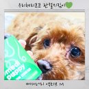 우리메디 | 메디퍼피 액티브M 강아지관절 근육영양제 급여 후기 푸들 슬개골관리 노견영양제 추천