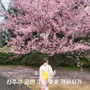 스테이스테이 | 도쿄 3월 벚꽃 신주쿠 교엔