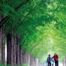 담양오방길4코스(싸목싸목길) 이미지