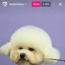 도듬 | 의정부 도듬애견미용학원 고은비원장님 세미나후기 - 비숑미용이나 펫미용 배우시기 원하시는 분들께...