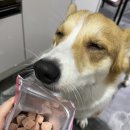 펫오브더데이