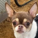 댕그리 | 김포 애견카페 댕그린 후기｜넓은 잔디 운동장 강추 (소형견도 안전)