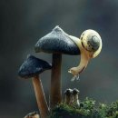 snail