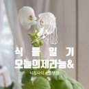 [식물일기]오늘의 제라늄, 초보 식집사의 쇼핑: 베란다 걸이대&amp;캠핑용 타프 실링팬 구입