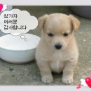 깸마니