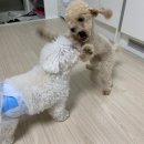 족보잇는 국밥 옥정신도시점 | 한달만에 돌아온 얼레벌레 인간