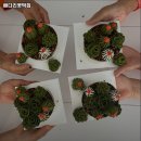 [동구샘터] 앙금플라워와 떡디저트 클래스[배다리꽃떡집] | 금창동 맛집 배다리꽃떡집 카페,디저트 가격이벤트주차운영시간