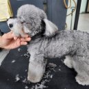 강아지 목욕탕 이미지