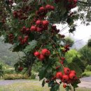 김삿갓사과농원 이미지