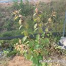 옥영농장 이미지