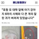 포항 모 대학 앞에 아기 강아지 6마리 사체와 다 큰 개의 잘린 귀가 버려져 있었습니다 이미지