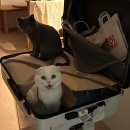 형진농장 | 제주도 태교여행 3박 4일 / 4일차 / 촌촌해녀촌 / 아침미소 농장 / 솔지 식당 / 먹쿠슬낭 망고 빙수