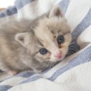 서울한빛동물병원 이미지