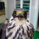 서울시 야생동물 구조관리센터 이미지