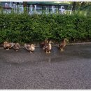 오리떼 편의점 이미지