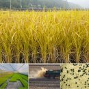 비룡유기농영농조합법인 이미지