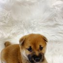 양평특수견 | 양평강아지무료분양 반려견과 함께~~