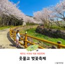 현청로 | 서귀포 축제 웃물교 벚꽃축제 제주도 서귀포 벚꽃명소