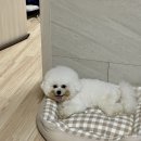 포비 미용했어용🐾 #검단신도시 #비비나인