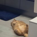 노령묘 종합 영양제 &#39;본아페티&#39; 급여 후기